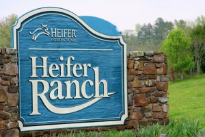 Heifer-Ranch1